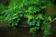 green plants are growing on the side of a rock wall in a garden area with water running through it