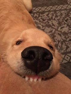 a close up of a dog's face with it's mouth open