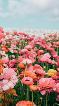 a field full of pink and orange flowers