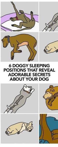 six dogy sleeping positions that reveal adorably the most important dog's