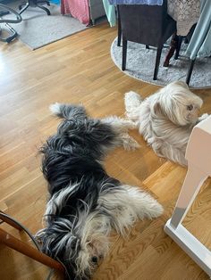 Bearded collie Maggie and Brego, beardiesorbust