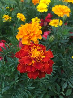 many different colored flowers in a garden