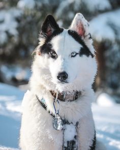 a white and black dog sitting in the snow with his head turned to the side