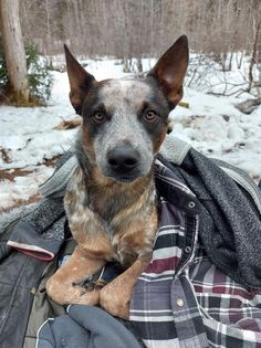 a dog sitting on top of a blanket in the snow