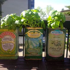 three tin cans with plants growing out of them on a wooden table outside in the sun