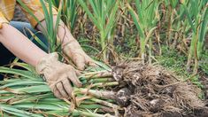 a person with gardening gloves on picking up some green onions from the ground in a field