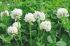 some white flowers are growing in the grass