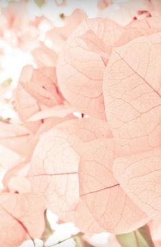 pink flowers with green leaves in the background