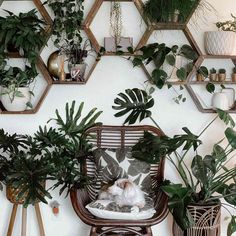 a room filled with lots of potted plants and hanging hexagonals on the wall