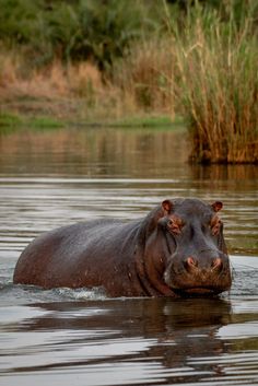 a hippopotamus is swimming in the water near tall grass and bushes,