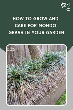 How To Grow And Care For Mondo Grass In Your Garden Unique Pavers, Grass Landscaping Ideas, Landscaping Borders