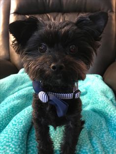 a small black dog sitting on top of a blue blanket