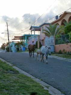 three horses are walking down the street in front of some houses and palm trees,