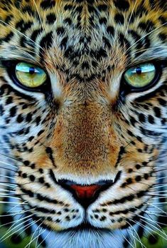 a close up of a tiger's face with blue eyes