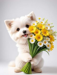 a small white dog holding a bouquet of daisies