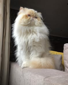 a fluffy white cat sitting on top of a couch next to a window sill