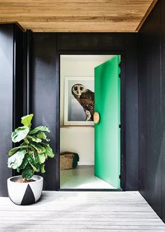 an owl is perched on the door to a room with black walls and green doors