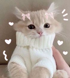 a cat wearing a sweater with hearts on it's head and paws in the air