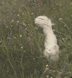 a white cat walking through tall grass and wildflowers in a field with purple flowers