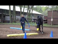 a woman leading a black horse around some blue and yellow cones on the ground in an enclosure