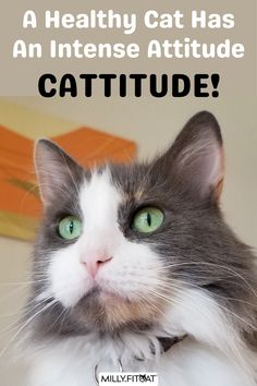 a gray and white cat with green eyes has the caption, a healthy cat has an intense attitude