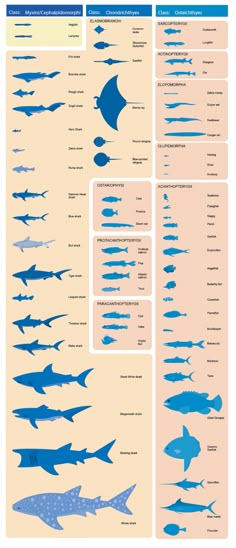 an info sheet showing different types of fish