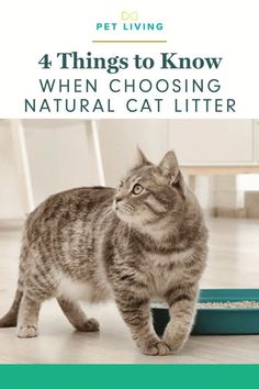 a cat walking across a wooden floor next to a blue litter box with the words 4 things to know when choosing natural cat litter