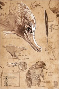 an image of a bird's head and beaks with other drawings on it