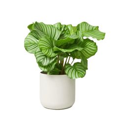 a potted plant with green leaves in it