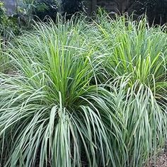 some very pretty green plants in the grass