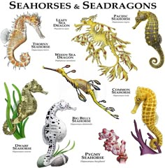 seahorses and seadragons are featured in this poster