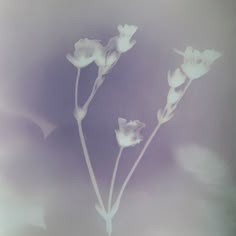 three white flowers are in a vase on a table with blurry lights behind them