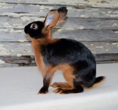 a small brown and black dog sitting on top of a white surface next to a wooden wall