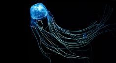 a blue jellyfish floating in the dark water