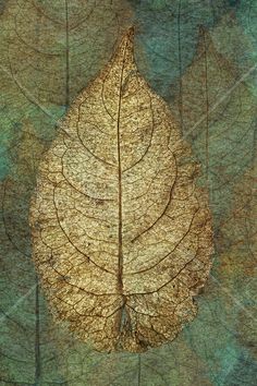 an image of a leaf that is on the ground