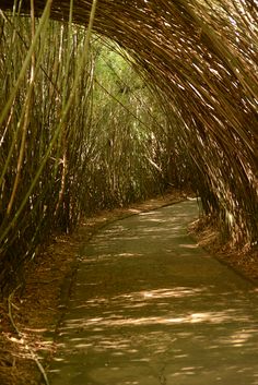 the path is lined with tall grass and bamboo trees, making it appear to be very narrow