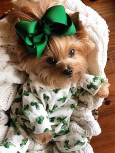 a small dog with a green bow on it's head sitting in a blanket