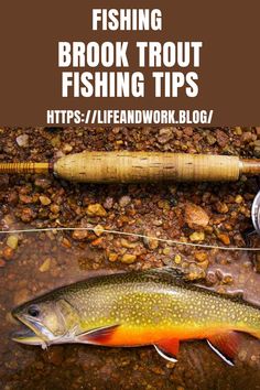 Brook Trout Fishing Tips Trout Fishing Line Setup, Coy Pond, Emergency Hacks, Fish Chart, Trout Fishing Lures, Fishing Trout, Largemouth Bass Fishing, Rainbow Trout Fishing