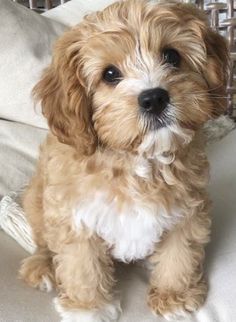 a small brown and white dog sitting on top of a bed