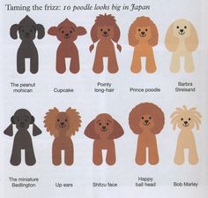 a poster with different types of poodles on it's front and back sides