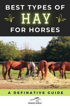 the best types of hay for horses