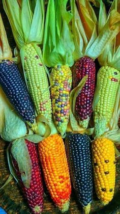 colorful corn on the cob is arranged in a circle and ready to be eaten