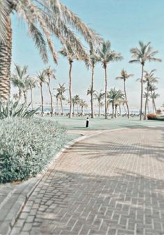 palm trees line the walkway to the beach