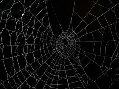 a spider's web in the dark with water droplets on it and black background