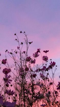 purple flowers against a pink and blue sky