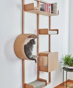 a cat is sitting in the corner of a wooden shelf that has shelves on it