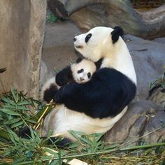 two panda bears sitting on top of rocks and eating bamboo leaves in their enclosure at the zoo