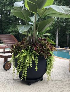 a large potted plant sitting on top of a patio next to a swimming pool