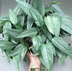 a plant with green leaves in someone's hand