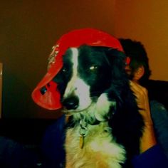 a black and white dog wearing a red hat on top of it's head